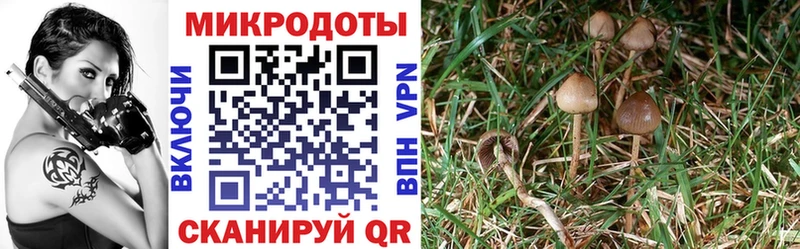 где продают   Коммунар  Галлюциногенные грибы мицелий 